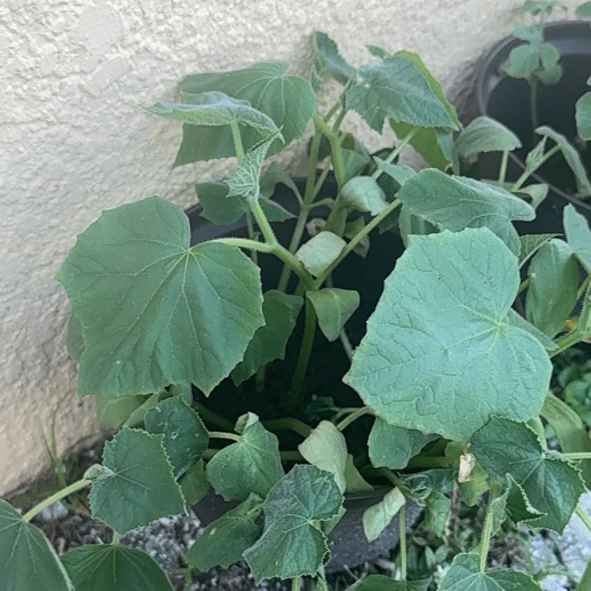 Photo of the plant species Bur Cucumber by @SteadyLippia named Nemo on Greg, the plant care app