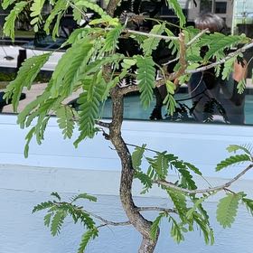 Photo of the plant species Tamarind by @StarIrishmoss32 named Willow on Greg, the plant care app