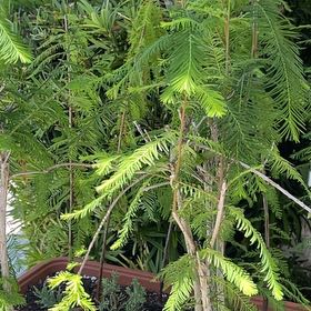 Photo of the plant species Bald Cypress by @StarIrishmoss32 named Forest Bald Cypress on Greg, the plant care app