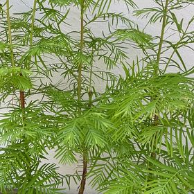Photo of the plant species Bonsai Dawn Redwood by @StarIrishmoss32 named Dawn Forest on Greg, the plant care app