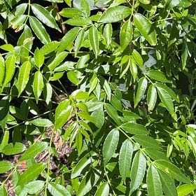 Photo of the plant species June plum by @StarIrishmoss32 named Plum on Greg, the plant care app