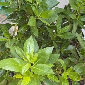 Photo of the plant species Button Mangrove by @StarIrishmoss32 named Button on Greg, the plant care app