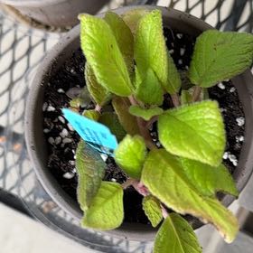 Photo of the plant species Mexican Plum by @paintergirl named Harper on Greg, the plant care app