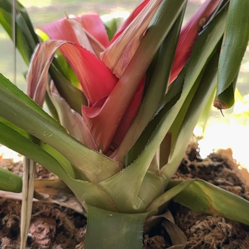 Photo of the plant species Red Palulu by @paintergirl named Lola on Greg, the plant care app
