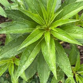 Photo of the plant species Balsam by @paintergirl named Stella on Greg, the plant care app