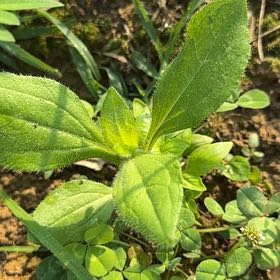 Photo of the plant species Blackeyed Susan by @paintergirl named Anne on Greg, the plant care app
