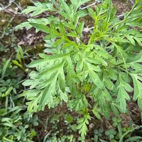 Photo of the plant species Sulphur Cosmos by @paintergirl named Sahara on Greg, the plant care app