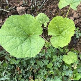 Photo of the plant species Common Hollyhock by @paintergirl named Tupot amaroot on Greg, the plant care app