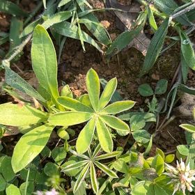 Photo of the plant species Lupinus Perennis by @paintergirl named Winston on Greg, the plant care app
