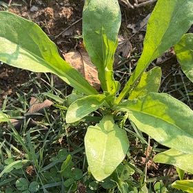 Photo of the plant species Common Hound's-Tongue by @paintergirl named Naomi on Greg, the plant care app