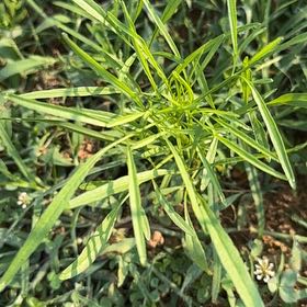 Photo of the plant species Large-Flowered Tickseed by @paintergirl named Zion on Greg, the plant care app