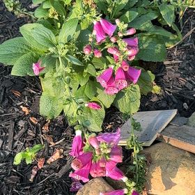 Photo of the plant species Digitalis Purpurea by @paintergirl named Figyonce on Greg, the plant care app