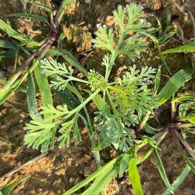 Photo of the plant species California Poppy by @paintergirl named Scarlett on Greg, the plant care app