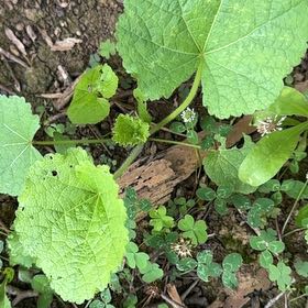 Photo of the plant species Common Hollyhock by @paintergirl named Remington on Greg, the plant care app
