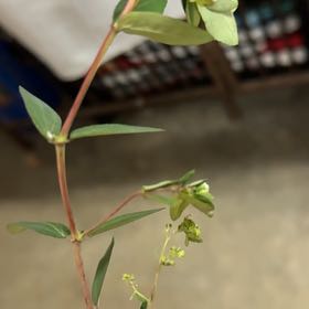 Photo of the plant species Hyssopleaf Sandmat by @paintergirl named Elle on Greg, the plant care app