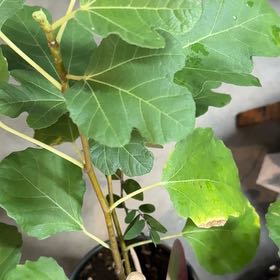 Photo of the plant species Brown Turkey Fig by @paintergirl named Sherlock on Greg, the plant care app