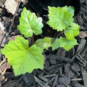 Photo of the plant species Muscadine Grape by @paintergirl named Muhammad Ali on Greg, the plant care app