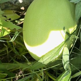 Photo of the plant species Italian Arum by @paintergirl named Darwin on Greg, the plant care app