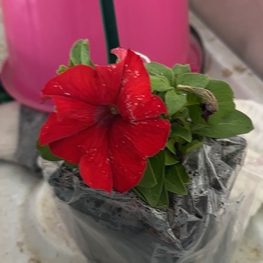 Photo of the plant species Large Red Petunia by @IdolBaylaurel58 named Gregarious on Greg, the plant care app