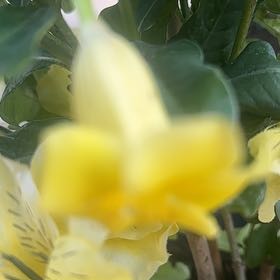 Photo of the plant species Golden Trumpet by @EagerKale54 named Nithin on Greg, the plant care app