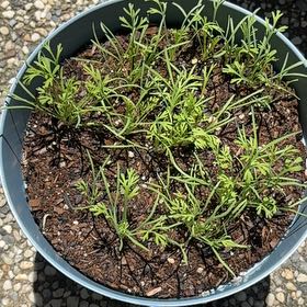 Photo of the plant species California Poppy by @HeroRye54 named Winston on Greg, the plant care app