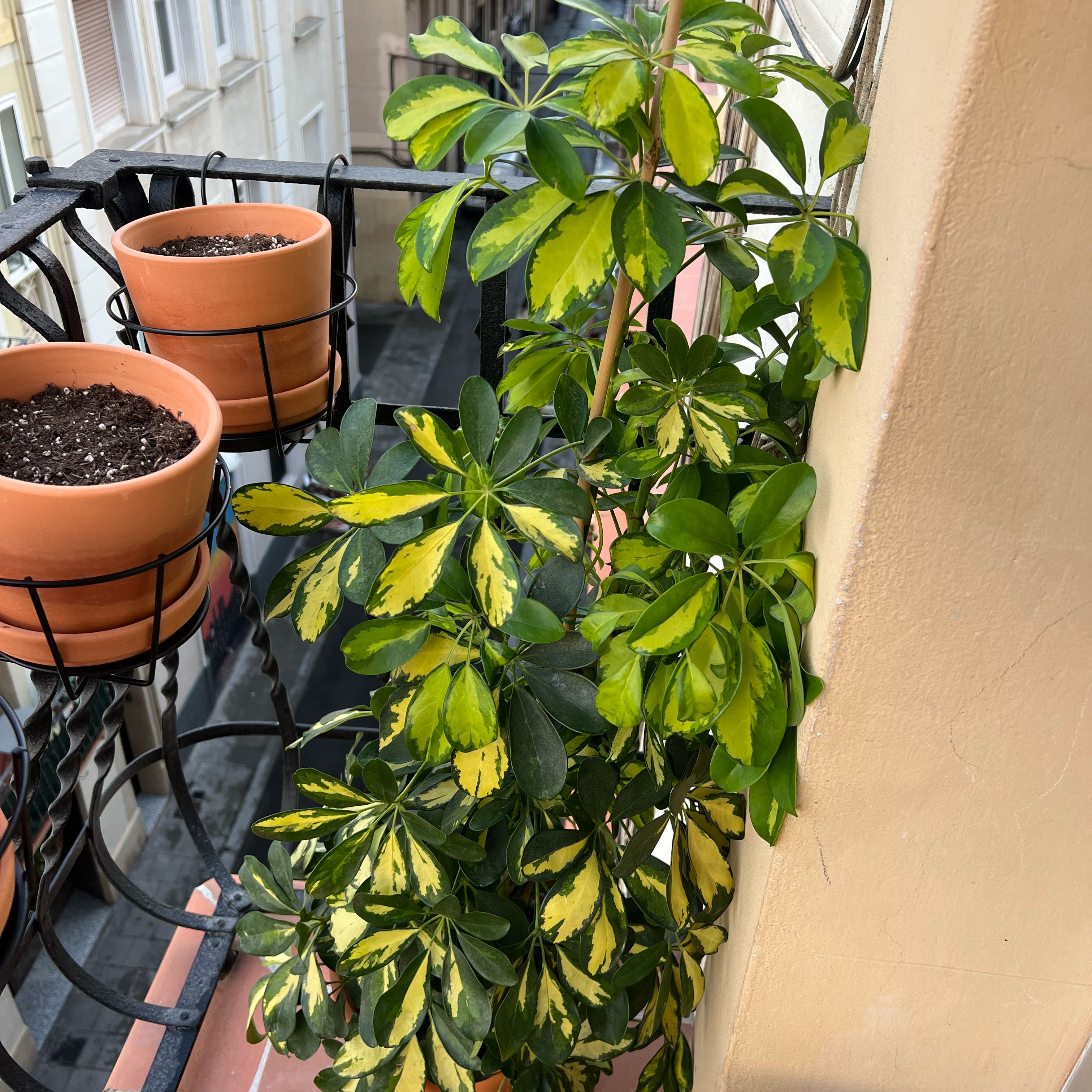 Photo of the plant species Variegated Dwarf Umbrella by @HeartfeltRedfir named Apollo on Greg, the plant care app