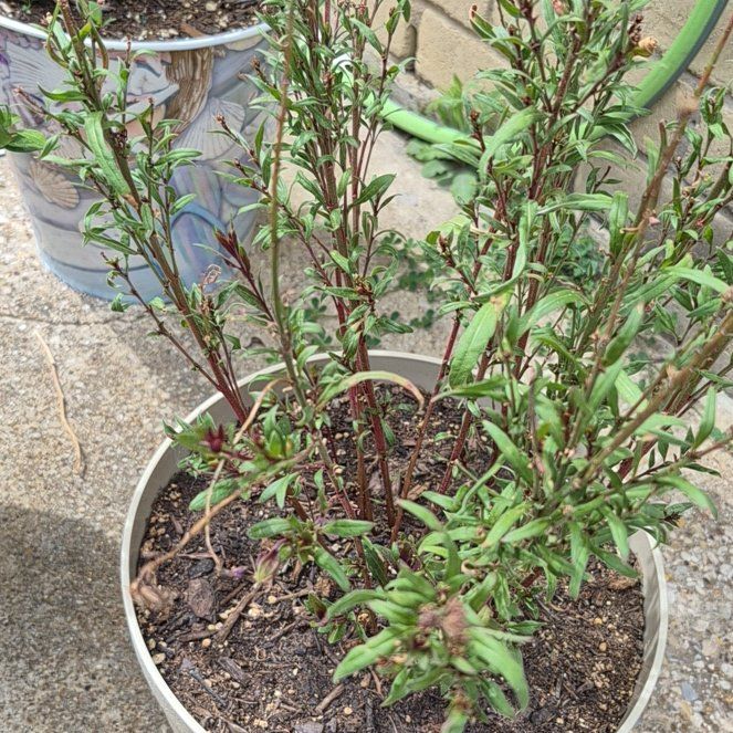 Photo of the plant species Lindheimer's Beeblossom by @ProfuseLlavea63 named Gaga on Greg, the plant care app