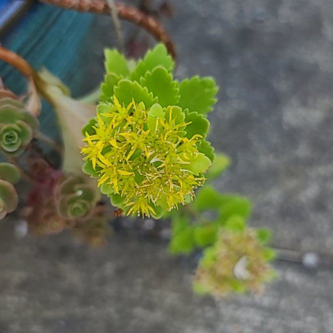 Photo of the plant species American Parsley Fern by @mysheal named Gobi on Greg, the plant care app