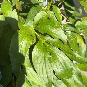 Photo of the plant species Common Peony by @GentleFicus32 named Bieber on Greg, the plant care app