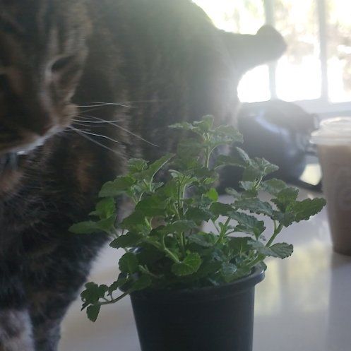 Photo of the plant species Strawberry Mint by @WillLakesedge25 named Fernie Mac on Greg, the plant care app