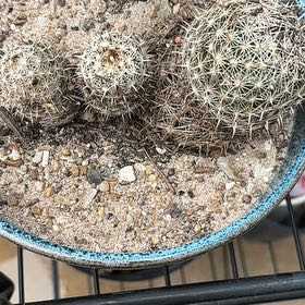 Photo of the plant species Rhinoceros Cactus by @ArtisteLilac89 named Plato on Greg, the plant care app