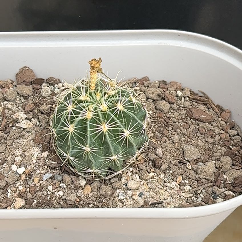 Photo of the plant species Miniature Barrel Cactus by @ArtisteLilac89 named Eva on Greg, the plant care app