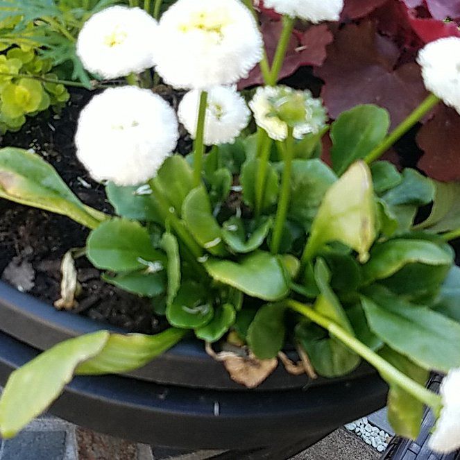 Photo of the plant species Daisy by @GoodyRedvein29 named Aria on Greg, the plant care app