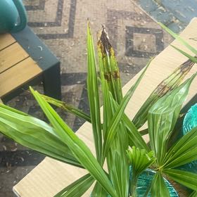 Photo of the plant species Chinese Windmill Palm by @MagneticKoa15 named Peter Parker on Greg, the plant care app