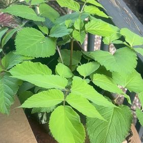 Photo of the plant species Sun King Aralia by @MagneticKoa15 named Tupot amaroot on Greg, the plant care app