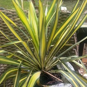 Photo of the plant species Adam's Needle by @MagneticKoa15 named Pax on Greg, the plant care app