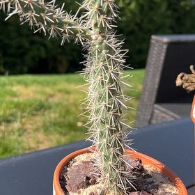 Photo of the plant species Cane Cholla by @KeenRamarama16 named Achilles on Greg, the plant care app