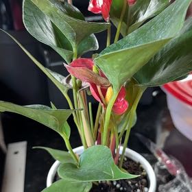 Photo of the plant species Anthurium cirano by @KeySucc35 named Harmony on Greg, the plant care app