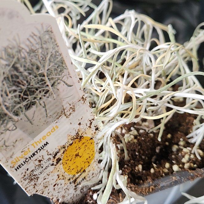 Photo of the plant species Helichrysum Italicum by @WiseMystax38 named Demi on Greg, the plant care app