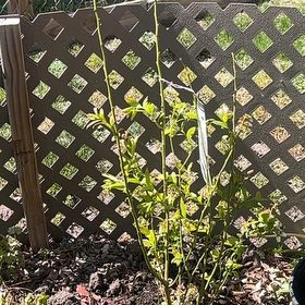 Photo of the plant species Elliott's Blueberry by @ComicalCat named Bella on Greg, the plant care app