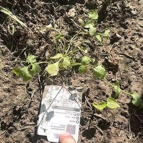 Photo of the plant species cilantro by @ComicalCat named Anne on Greg, the plant care app