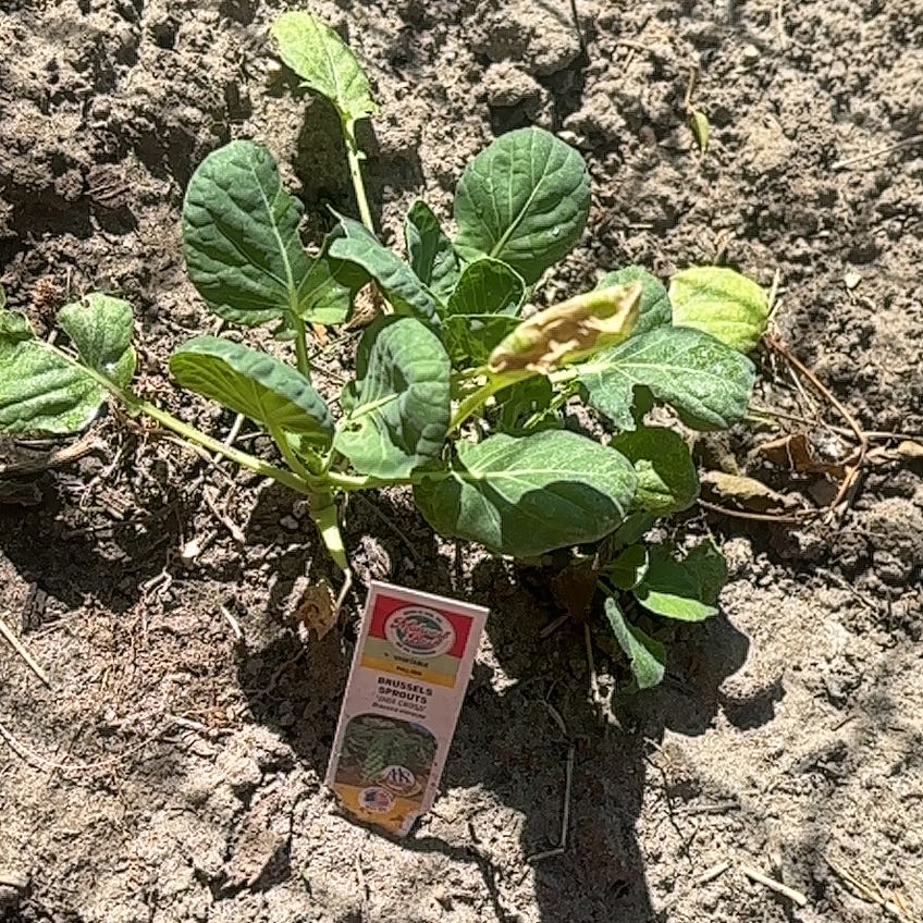 Photo of the plant species Brussel Sprout by @ComicalCat named Hemingway on Greg, the plant care app