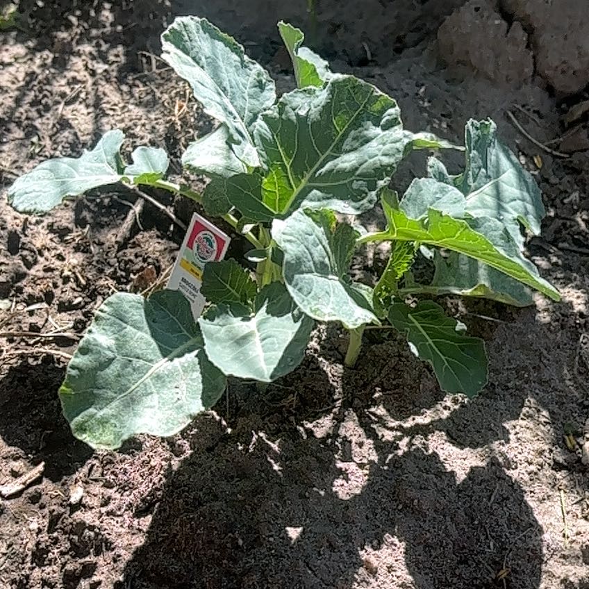 Photo of the plant species Broccoli by @ComicalCat named Eva on Greg, the plant care app