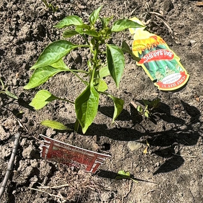 Photo of the plant species Thai Hot Pepper by @ComicalCat named Emerson on Greg, the plant care app