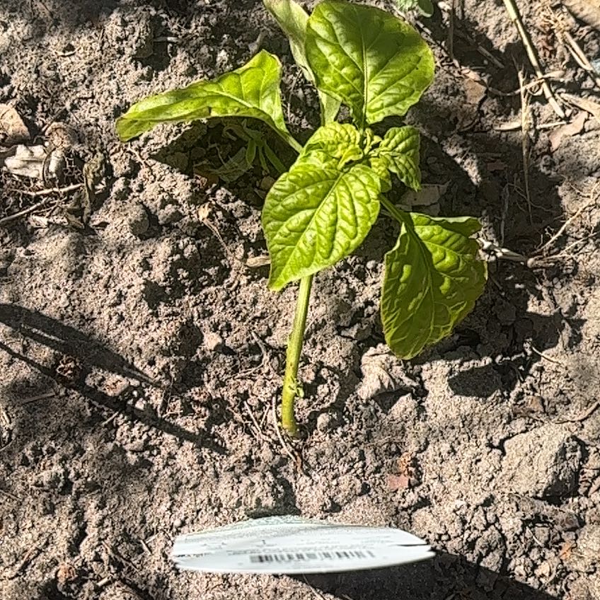 Photo of the plant species Carolina Reaper by @ComicalCat named Achilles on Greg, the plant care app