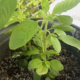 Photo of the plant species Holy Basil (Tulsi) by @GratifiedBagpod named Devi on Greg, the plant care app