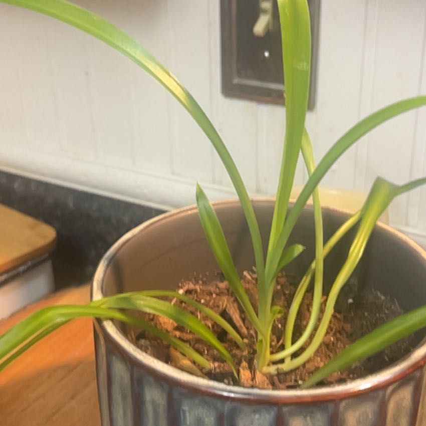 Photo of the plant species Beach Spiderlily by @SirIcarus52 named Sage on Greg, the plant care app