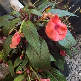 Photo of the plant species New Guinea Impatiens 'Magnum Salmon' by @FunChives10 named Daphne on Greg, the plant care app