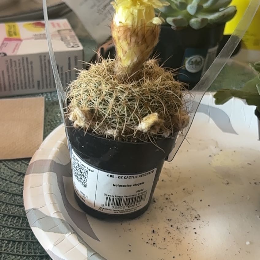 Photo of the plant species Notocactus elegans by @CuteGermander24 named Daphne on Greg, the plant care app