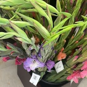 Photo of the plant species Eastern Gladiolus by @CuteGermander24 named Achilles on Greg, the plant care app